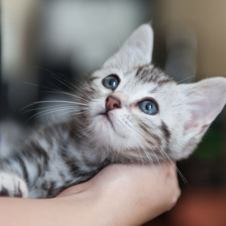 English Creek Veterinary Clinic in Egg Harbor Township