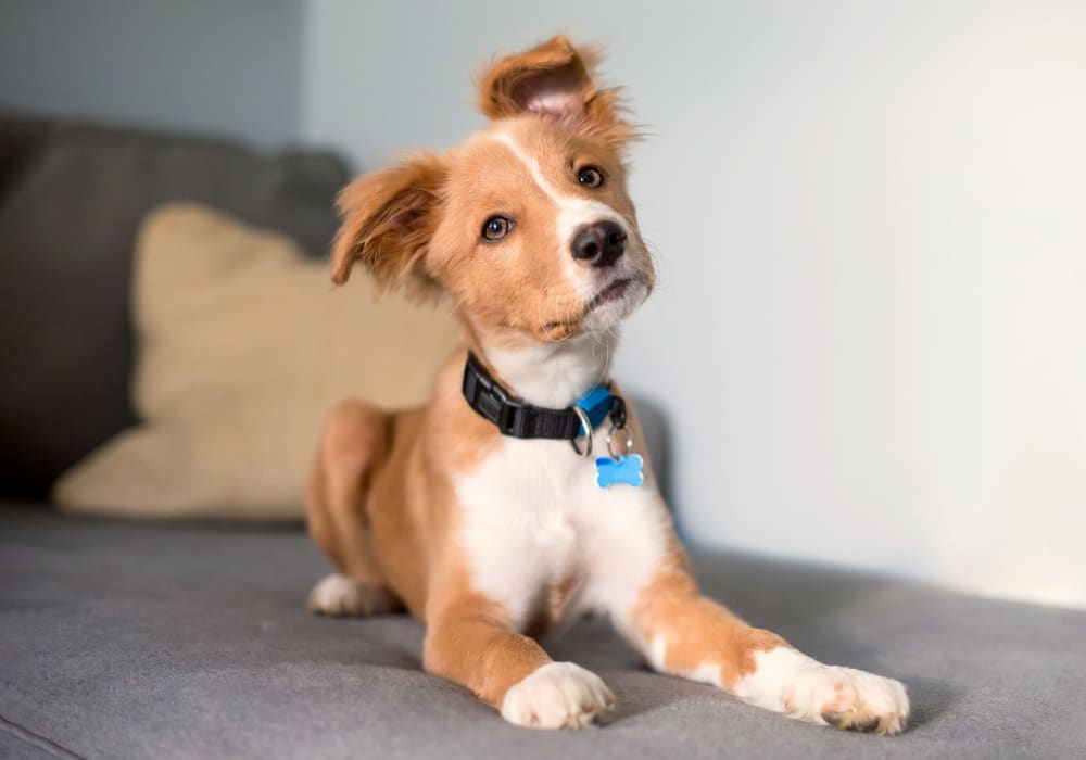brown family dog lookin in distance